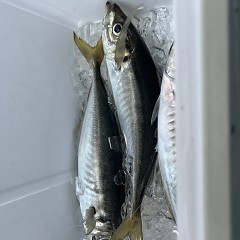5月 24日（土）午前便・アジ、イサキ釣りの写真その10