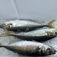 5月 24日（土）午前便・アジ、イサキ釣りの写真その11