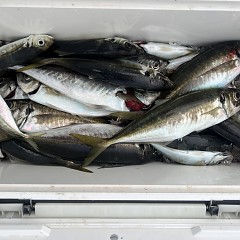 5月 26日（月）午後便・アジ釣りの写真その6