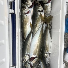 5月 26日（月）午後便・アジ釣りの写真その7