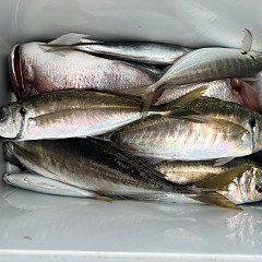 5月 26日（月）午後便・アジ釣りの写真その8