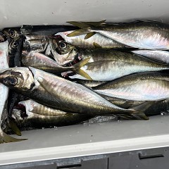 5月 26日（月）午後便・アジ釣りの写真その9