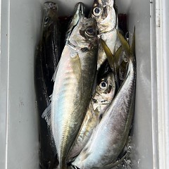 5月 26日（月）午後便・アジ釣りの写真その10