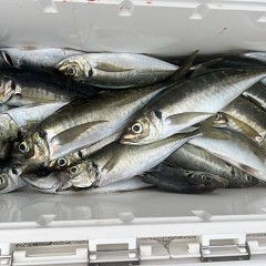 5月 26日（月）午後便・アジ釣りの写真その11