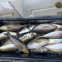 5月 28日（水）午前便・アジ、イサキ釣りの写真その6
