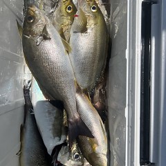 5月 28日（水）午前便・アジ、イサキ釣りの写真その9