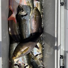5月 28日（水）午前便・アジ、イサキ釣りの写真その10