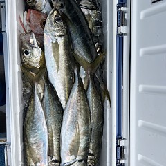 5月 28日（水）午後便・アジ、イサキ釣りの写真その7