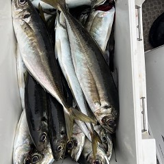 5月 28日（水）午後便・アジ、イサキ釣りの写真その9