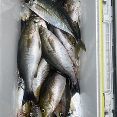 5月 29日（木）午前便・アジ、イサキ釣りの写真その9