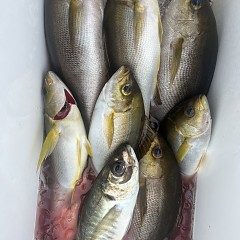 5月 29日（木）午前便・アジ、イサキ釣りの写真その11