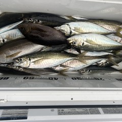 5月 29日（木）午後便・アジ、イサキ釣りの写真その6