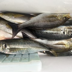 5月 29日（木）午後便・アジ、イサキ釣りの写真その8