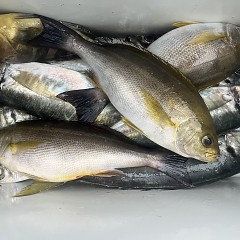 5月 29日（木）午後便・アジ、イサキ釣りの写真その12