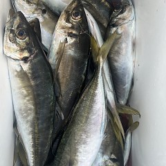 5月 31日（土）午後便・アジ、イサキ釣りの写真その9