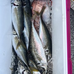 5月 31日（土）午後便・アジ、イサキ釣りの写真その12