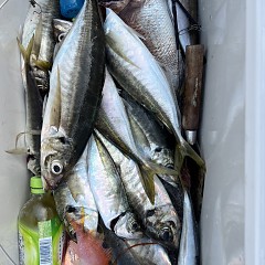 5月 31日（土）午後便・アジ、イサキ釣りの写真その7