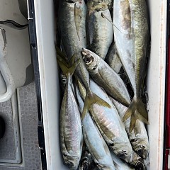 6月 1日（日）午後便・アジ、イサキ釣りの写真その2