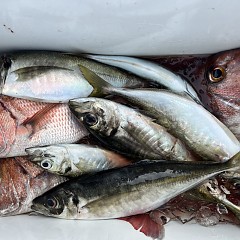 6月 1日（日）午後便・アジ、イサキ釣りの写真その5