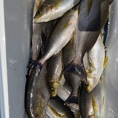 6月 2日（月）午前便・イサキ釣りの写真その7