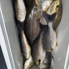6月 2日（月）午前便・イサキ釣りの写真その10