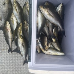 6月 2日（月）午後便・イサキ釣りの写真その2