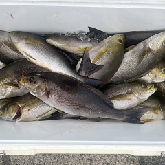 6月 2日（月）午後便・イサキ釣りの写真その5