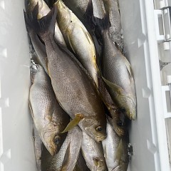 6月 2日（月）午後便・イサキ釣りの写真その6