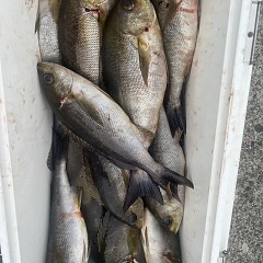 6月 2日（月）午後便・イサキ釣りの写真その7