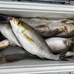 6月 2日（月）午後便・イサキ釣りの写真その5