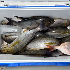6月4日（水）午前便・イサキ釣りの写真その2