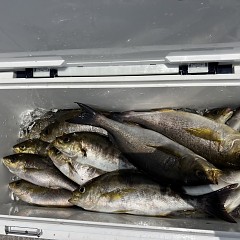 6月 4日（水）午前便・イサキ釣りの写真その10