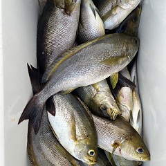 6月 4日（水）午後便・イサキ釣りの写真その8