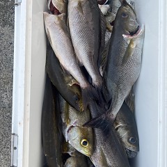 6月 4日（水）午後便・イサキ釣りの写真その1