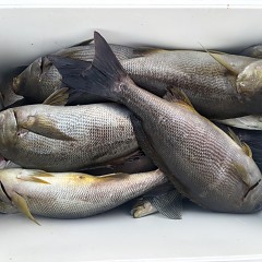 6月 4日（水）午後便・イサキ釣りの写真その5
