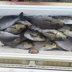 6月 4日（水）午後便・イサキ釣りの写真その8