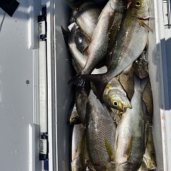6月 5日（木）午前便・イサキ釣りの写真その8