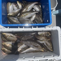6月 5日（木）午前便・イサキ釣りの写真その9