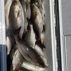 6月 5日（木）午前便・イサキ釣りの写真その10