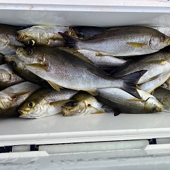 6月 5日（木）午後便・イサキ釣りの写真その5