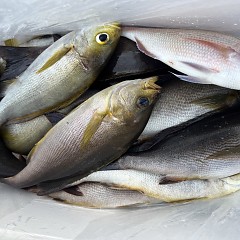 6月 5日（木）午後便・イサキ釣りの写真その12