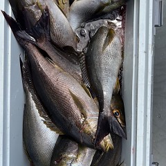 6月 6日（金）午前便・イサキ釣りの写真その11