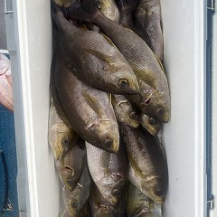 6月 6日（金）午後便・イサキ釣りの写真その8