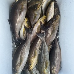 6月 6日（金）午後便・イサキ釣りの写真その11