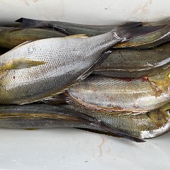 6月 7日（土）午前便・イサキ釣りの写真その7