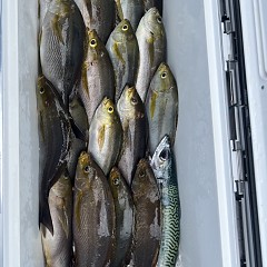 6月 7日（土）午前便・イサキ釣りの写真その10