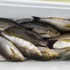 6月 7日（土）午後便・イサキ釣りの写真その8
