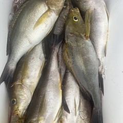 6月 7日（土）午後便・イサキ釣りの写真その9