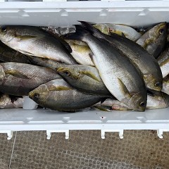 6月 8日（日）午前便・イサキ釣りの写真その9