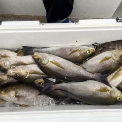 6月 8日（日）午後便・イサキ釣りの写真その6